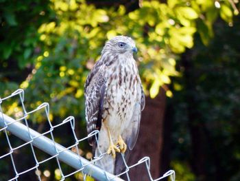 Close-up of bird perching on branch
