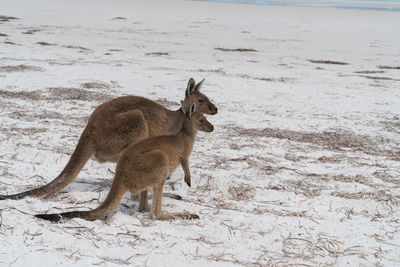 Kangaroos on the white beach of lucky bay, cape le grand national park, western australia