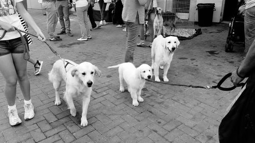 Low section of dogs on street in city