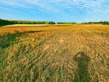Scenic view of agricultural field against sky