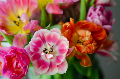 Close-up of pink rose