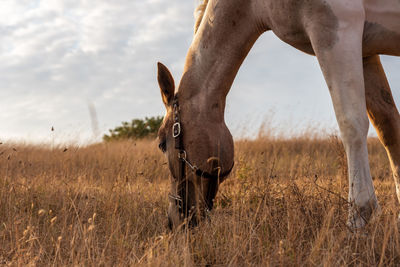Horse grazing in a pasture with grass.