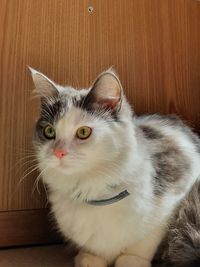 Close-up portrait of a cat