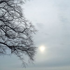 Low angle view of bare trees against sky
