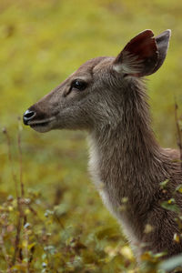 Headshot of sambar deer in khao yai national park thailand