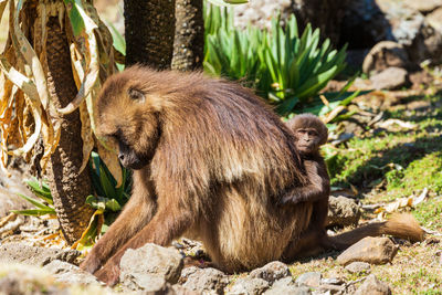 Close-up of monkey