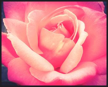 Close-up of pink rose