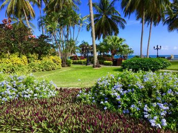 Plants and trees in park