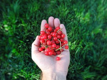 Cropped hand of person holding red berries