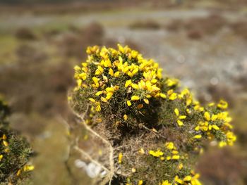 Close-up of yellow flowers on field