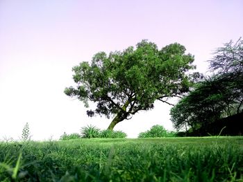 Scenic view of field against clear sky