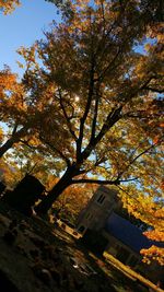 Low angle view of trees