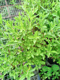 High angle view of plants growing on field