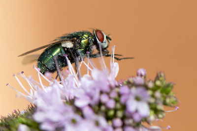 Close-up of insect on flower