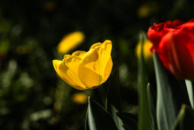 Close-up of yellow rose