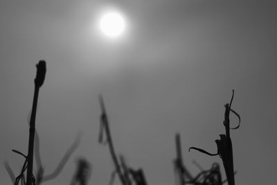 Low angle view of plant against sky