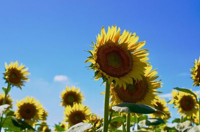 Close-up of sunflower against sky