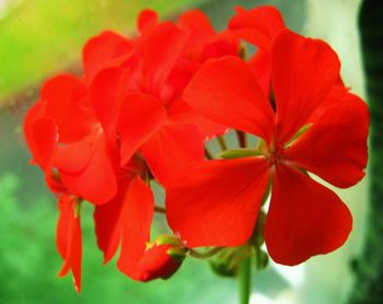 flowering plant