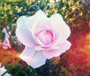 Close-up of pink rose blooming outdoors