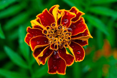 Close-up of red rose flower