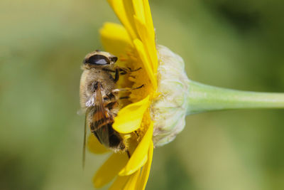 Close-up of insect on yellow flower