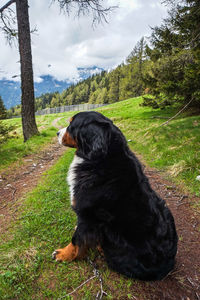 Black dog sitting on field