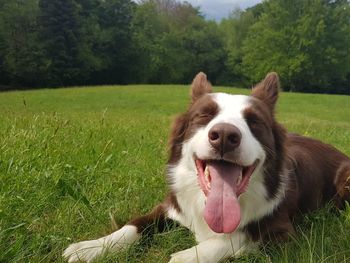 View of dog on field