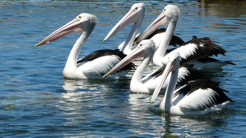 Pelicans swimming on lake