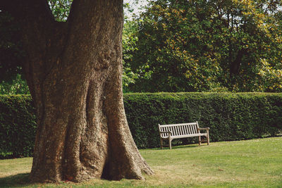 Trees on grassy field