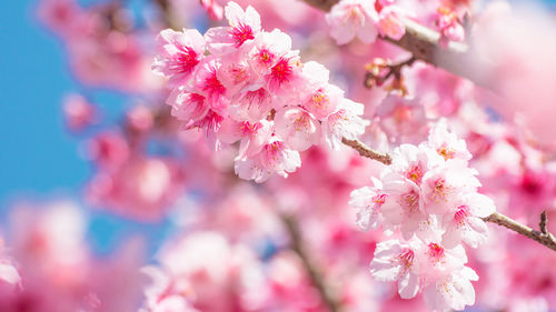 Close-up of pink flowers on branch