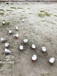 High angle view of pigeons on field