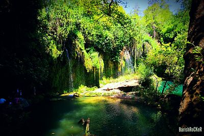 Scenic view of river amidst trees in forest