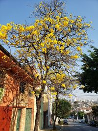 Autumn tree by city against sky