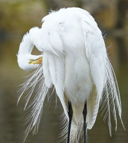 Close-up of a bird