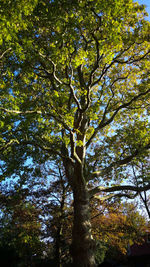 Low angle view of trees against sky
