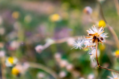 Close-up of dandelion against blurred background