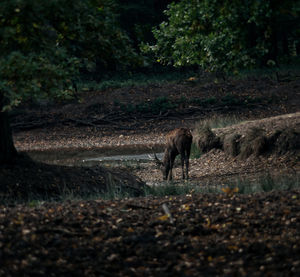 Deer in a forest