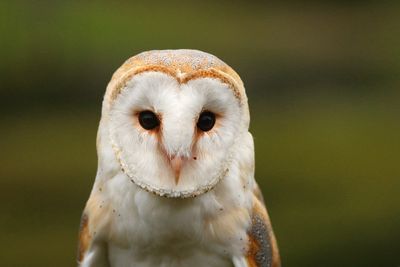 Close-up portrait of owl