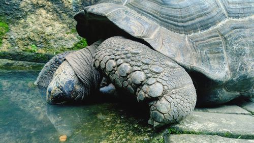 Close-up of tortoise 