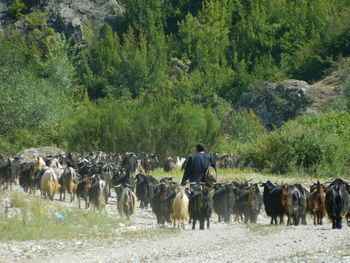 Shepherd with herd of cows on field