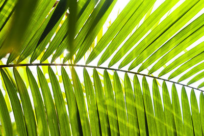 Full frame shot of palm tree leaves