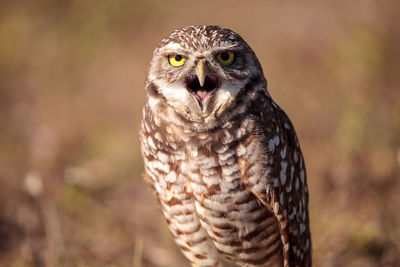 Burrowing owl athene cunicularia perched outside its burrow on marco island, florida