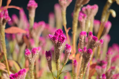 Close-up of pink flowering plant on field