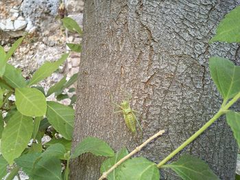 Close-up of leaves