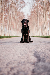 Portrait of dog running on road