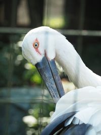 Close-up of bird