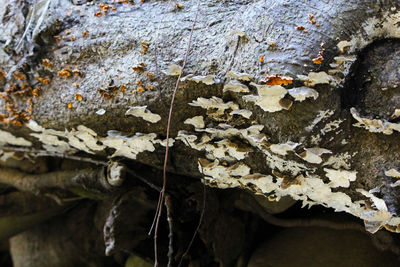 Close-up of snow on tree