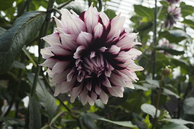 Close-up of pink dahlia flower