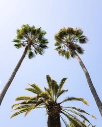 Low angle view of palm tree against clear sky