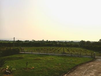 Scenic view of field against clear sky